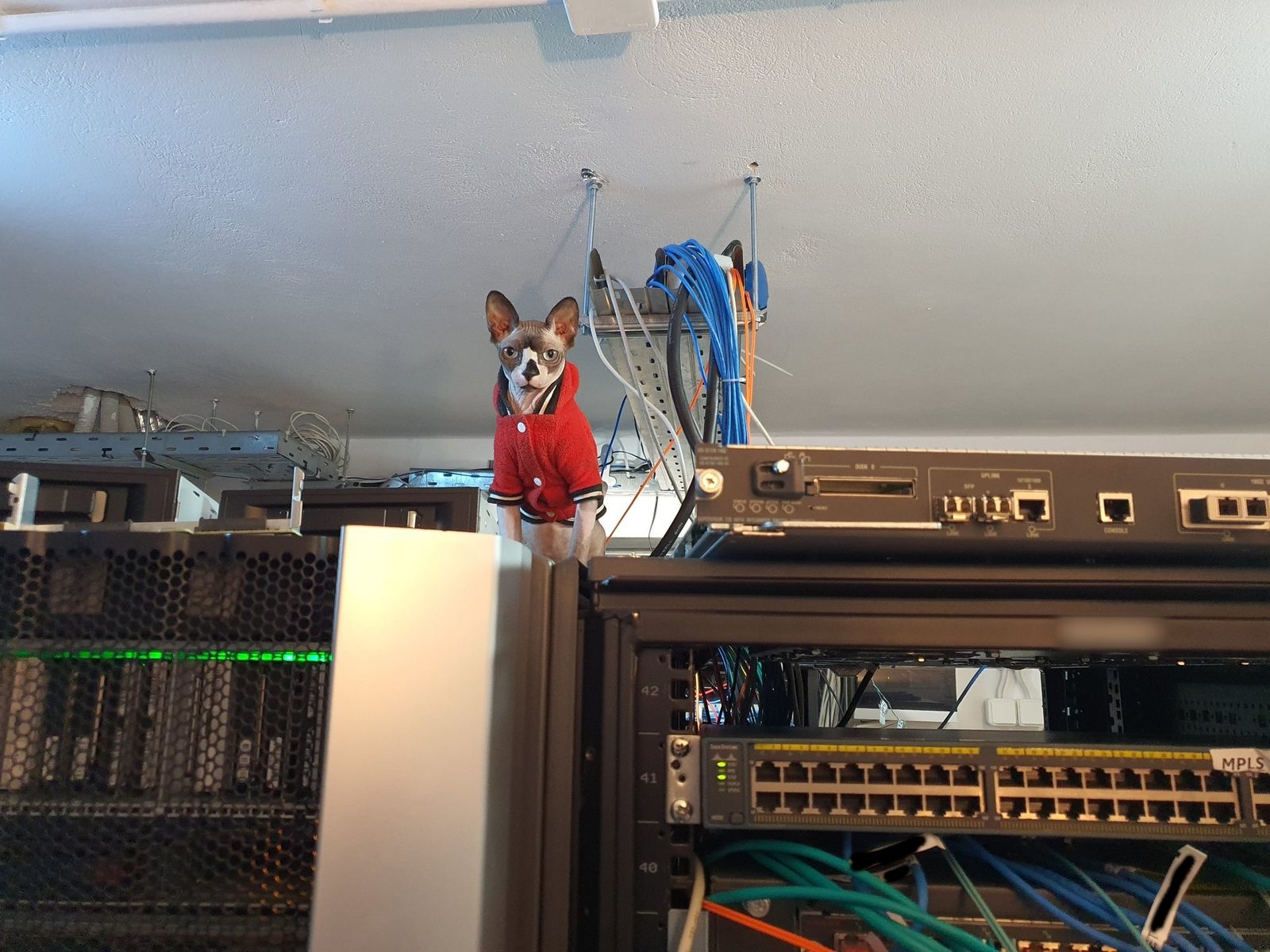 Ellis, a Sphynx cat in a red knit jumper, standing on top of a server rack