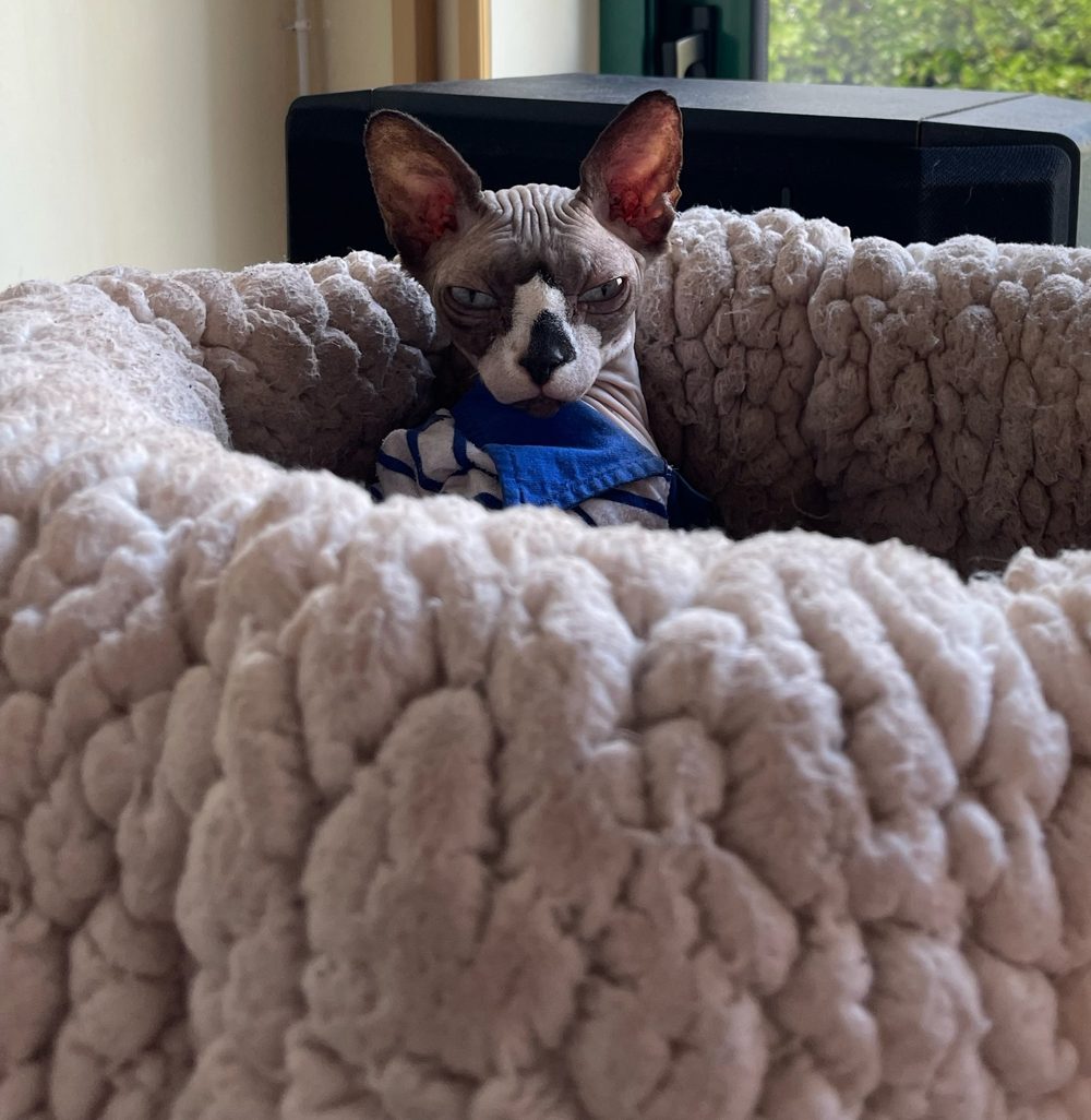 Ellis in a knitted bed wearing a blue striped jumper, looking unimpressed