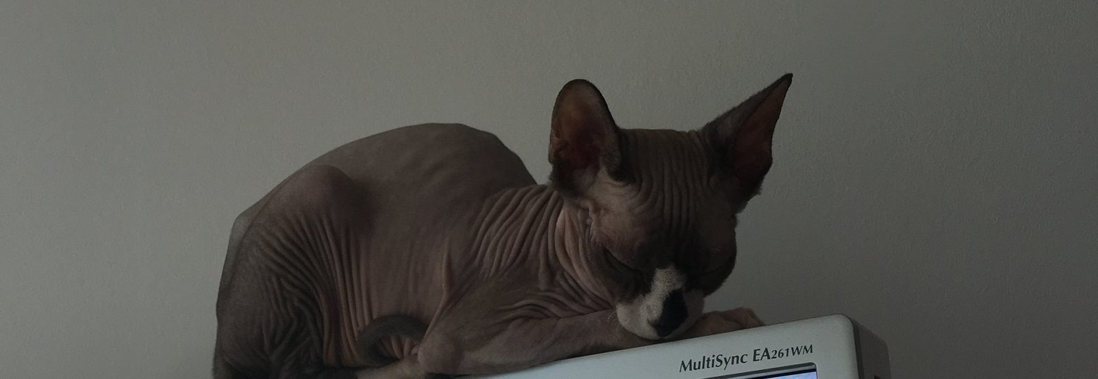 Ellis asleep on top of a computer monitor